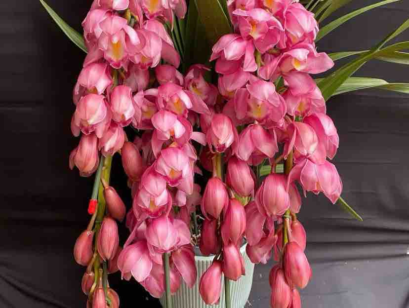 Tình Em Xứ Quảng 