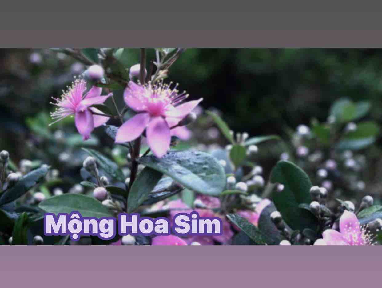 Mộng Hoa Sim -⚡️SC Cùng CANDY⚡️♥️♥️