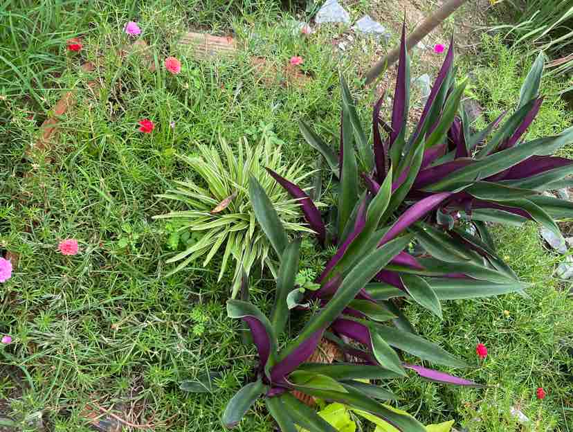 Hai Khía Cạnh Cuộc Đời - Nhạc ngoại