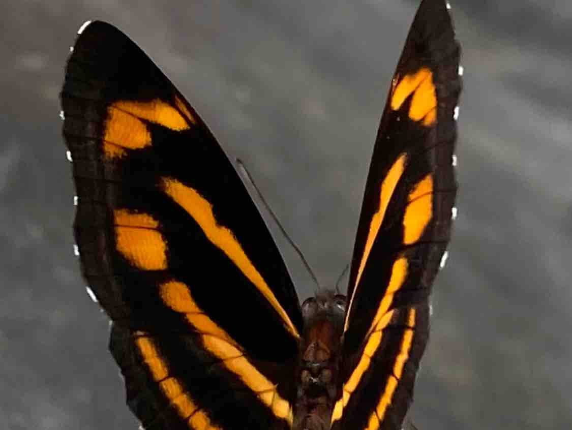 Tiếc Thương