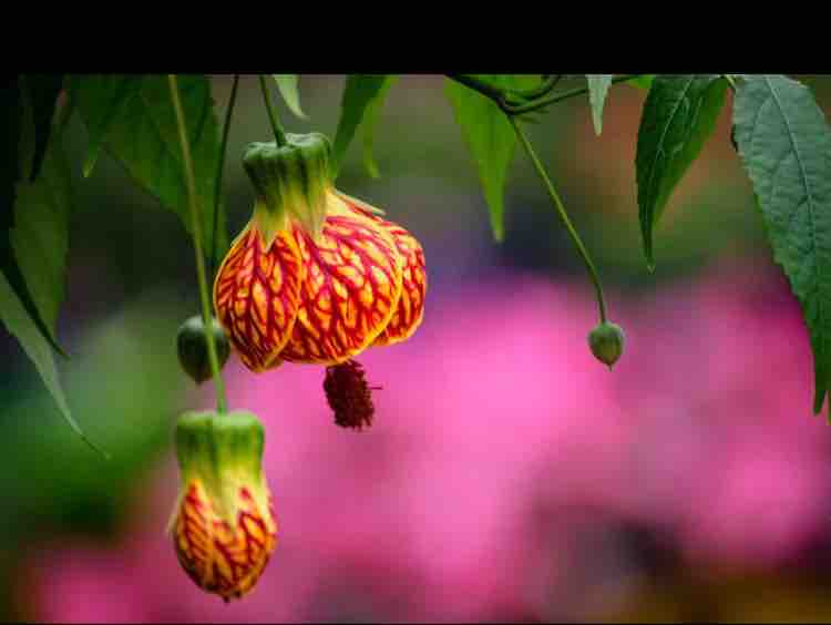 MẸ BẢO ANH RẰNG  …???