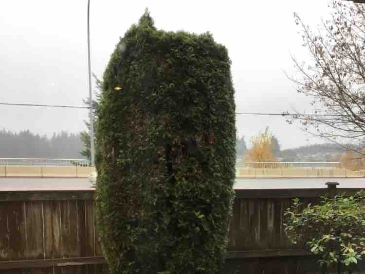 Chờ Đông - Lan Nguyễn mến mời cs giao lưu vui nhe 12-11-2025