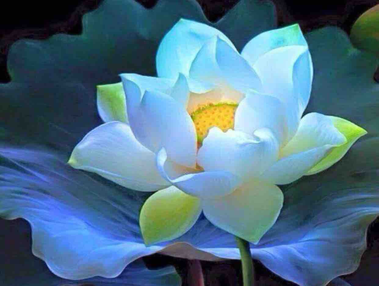 ☘️⚜️ĐÊM TÂM SỰ⚜️☘️ Trường Vũ & Lan Anh