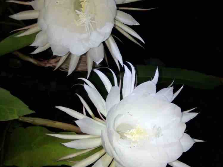 Quỳnh Hương . Anh Toan 