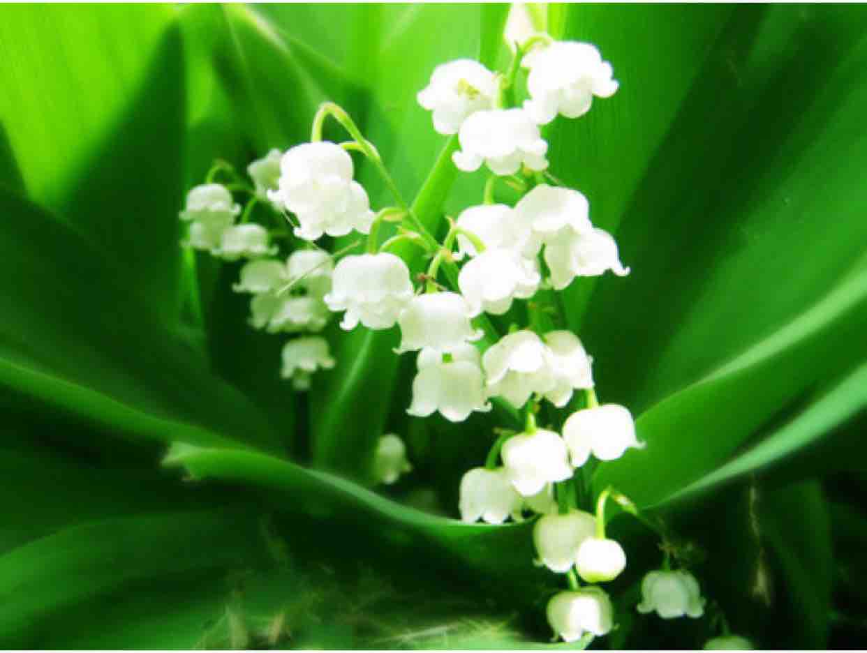 Buồn Làm Chi Em Ơi 