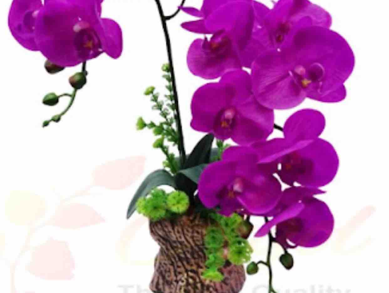 Bông Cỏ May sc Mưa+Bắp