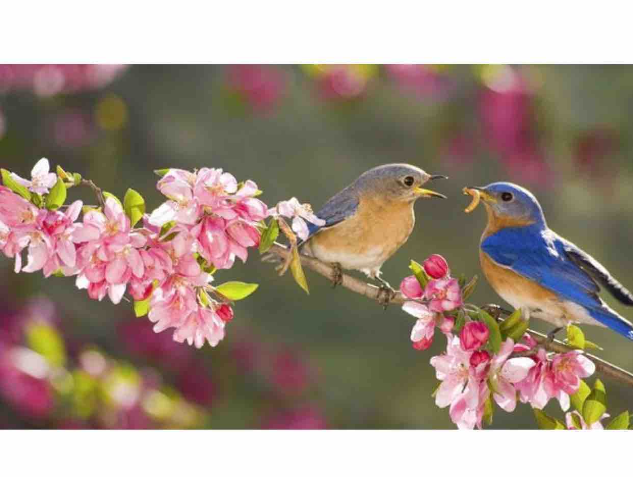 Người Tình Ơi Mơ Gì | Tóc Tiên - Mai Tiến Dũng