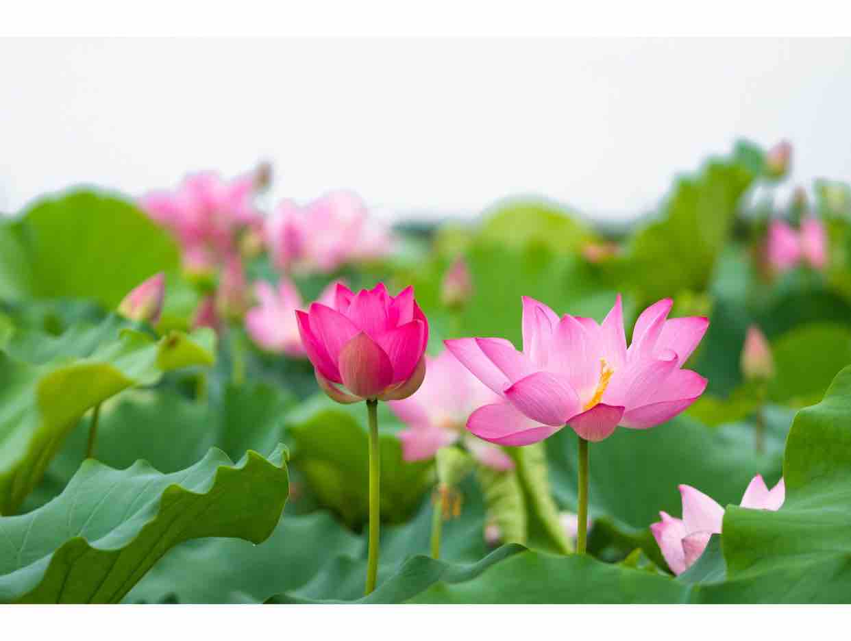 ♥️❤️HÃY TRẢ LỜI EM❤️♥️